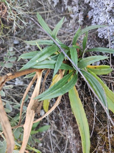 Saussurea schanginiana, photographed by Юлия