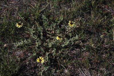 Arctotis sulcocarpa, photographed by Tony Rebelo