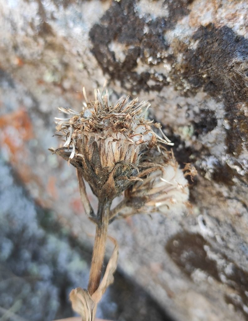 Saussurea schanginiana, photographed by Юлия