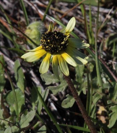 Arctotis sulcocarpa, photographed by Tony Rebelo
