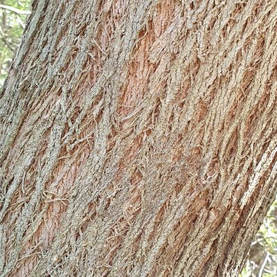 Eucalyptus piperita, photographed by ronavery