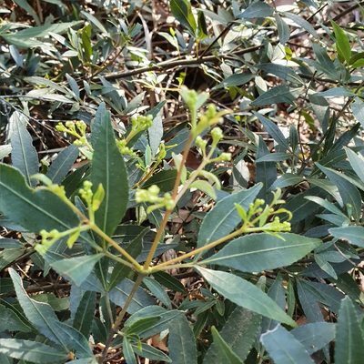 Ceratopetalum gummiferum, photographed by ronavery