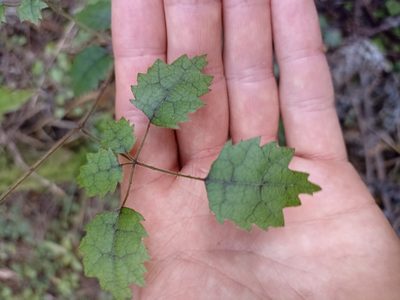 Rubus australis, photographed by Oscar Dove