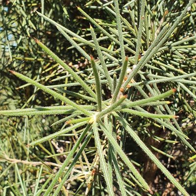 Hakea gibbosa, photographed by ronavery