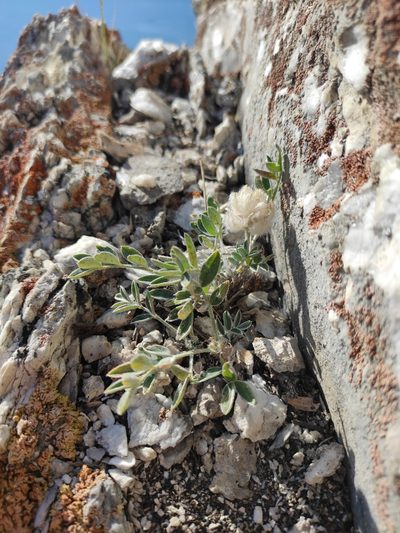 Astragalus lupulinus, photographed by Юлия