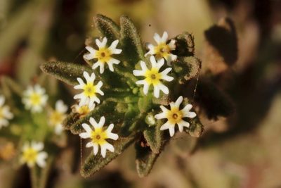 Zaluzianskya parviflora, photographed by Karen Eichholz