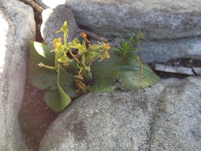 Liparis capensis, photographed by Caroline Voget