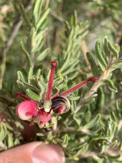 Grevillea lanigera, photographed by Lukas Clews