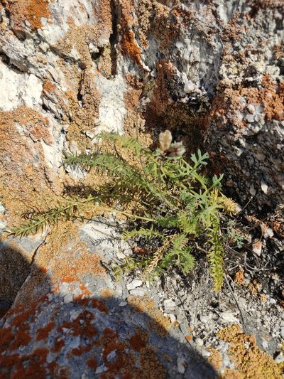 Oxytropis muricata, photographed by Юлия