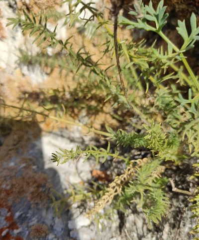 Oxytropis muricata, photographed by Юлия