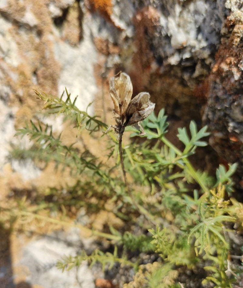Oxytropis muricata, photographed by Юлия
