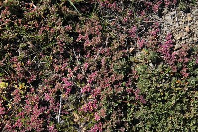 Aizoon paniculatum, photographed by Tony Rebelo