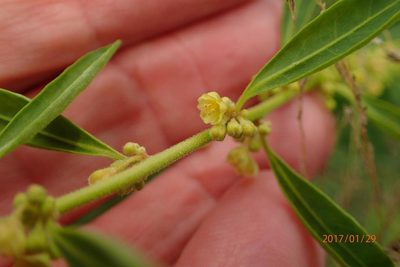 Clutia hirsuta, photographed by Peter Warren