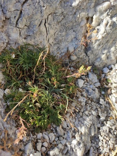 Chamaerhodos grandiflora, photographed by Юлия