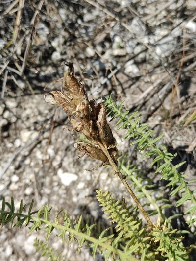 Oxytropis muricata, photographed by Юлия