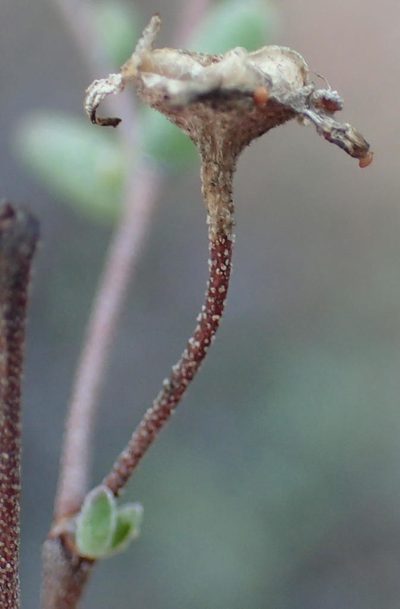 Drosanthemum lique, photographed by Nicola van Berkel