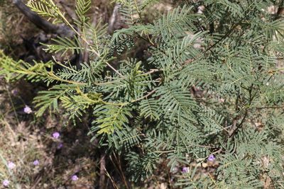 Acacia loroloba, photographed by Greg Tasney