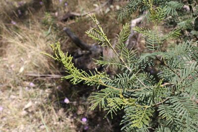 Acacia loroloba, photographed by Greg Tasney