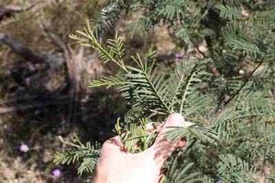 Acacia loroloba, photographed by Greg Tasney