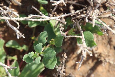 Tetragonia echinata, photographed by Tony Rebelo
