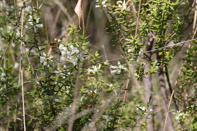 Styphelia trichostyla, photographed by Greg Tasney