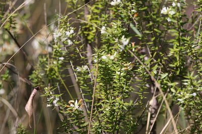 Styphelia trichostyla, photographed by Greg Tasney