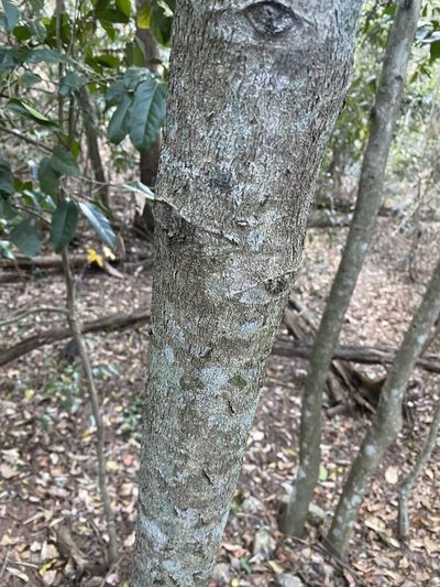 Diospyros fasciculosa, photographed by Greg Tasney