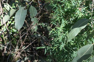 Pimelea neoanglica, photographed by Greg Tasney