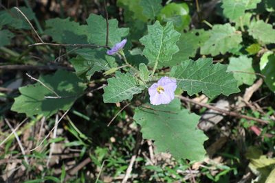 Solanum ditrichum, photographed by Greg Tasney