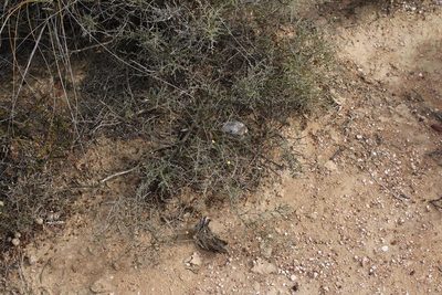 Aspalathus smithii, photographed by Brian du Preez