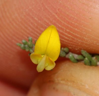 Aspalathus smithii, photographed by Brian du Preez