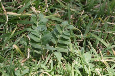 Lobelia concolor, photographed by Greg Tasney