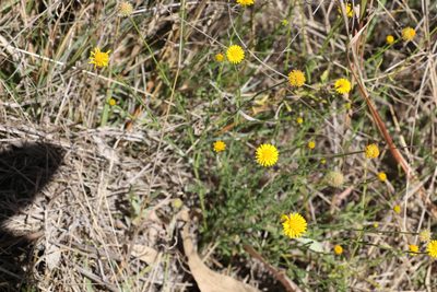 Calotis lappulacea, photographed by Greg Tasney