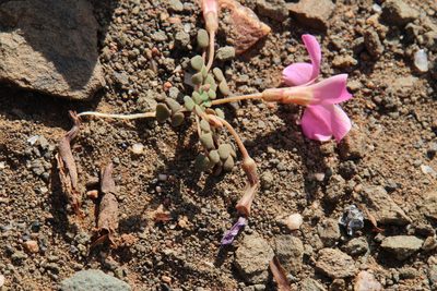 Oxalis fergusoniae, photographed by Tony Rebelo