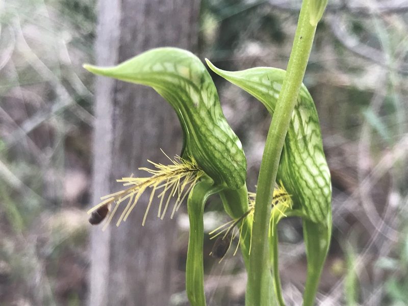Pterostylis plumosa, photographed by Duck 73
