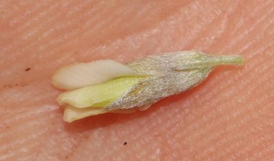 Amphithalea alba, photographed by Brian du Preez