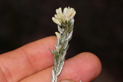 Amphithalea alba, photographed by Brian du Preez