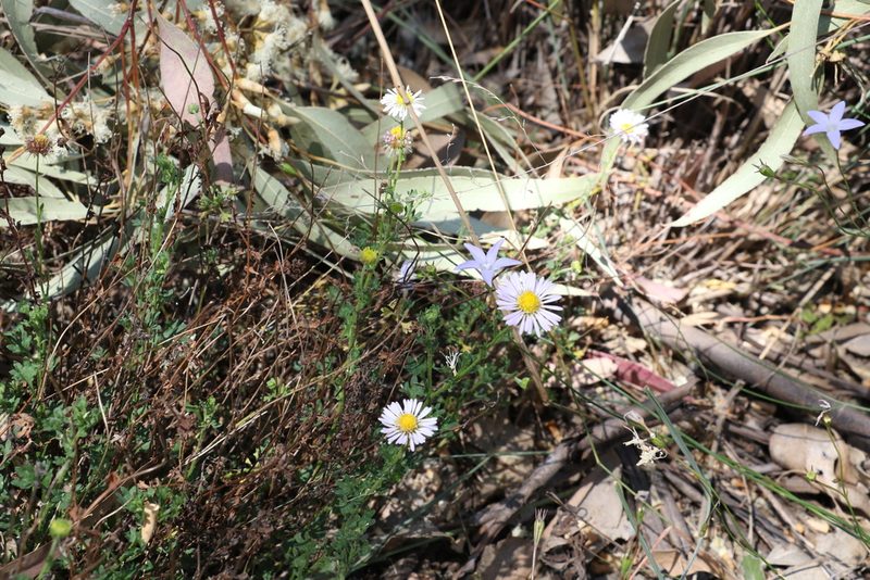 Brachyscome ascendens, photographed by Greg Tasney