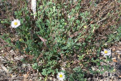 Brachyscome ascendens, photographed by Greg Tasney