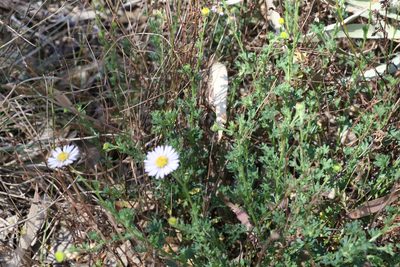 Brachyscome ascendens, photographed by Greg Tasney