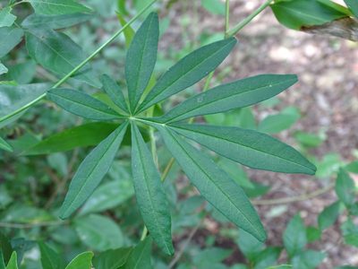 Ipomoea heterodoxa, photographed by Alexis López Hernández