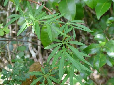 Ipomoea heterodoxa, photographed by Alexis López Hernández