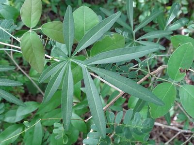 Ipomoea heterodoxa, photographed by Alexis López Hernández
