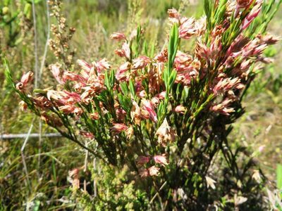 Erica dianthifolia, photographed by linkie