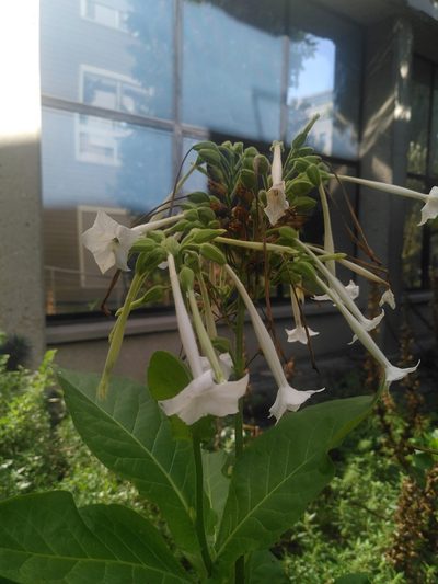 Nicotiana sylvestris, photographed by Yves Bas
