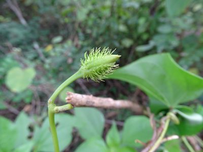 Ipomoea crinicalyx, photographed by Alexis López Hernández