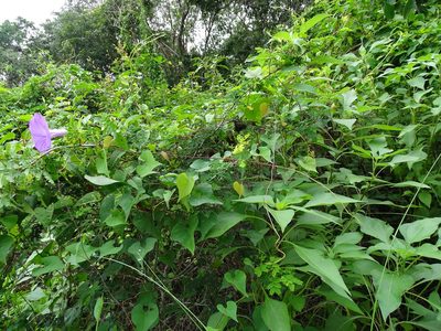 Ipomoea crinicalyx, photographed by Alexis López Hernández