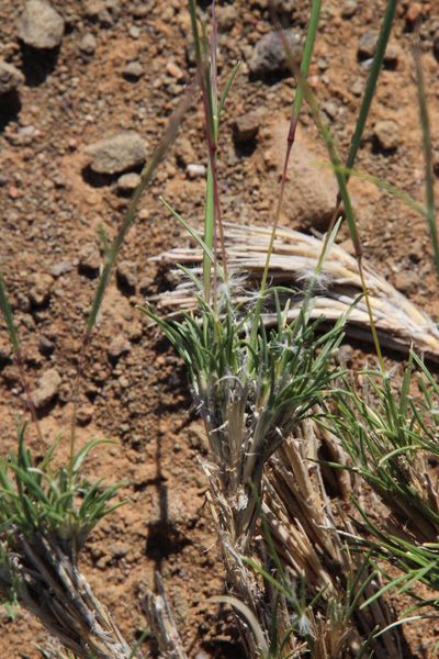 Stipagrostis obtusa, photographed by Tony Rebelo