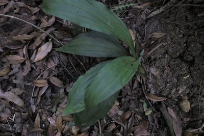 Calanthe triplicata, photographed by Greg Tasney