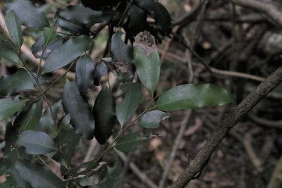 Diospyros australis, photographed by Greg Tasney